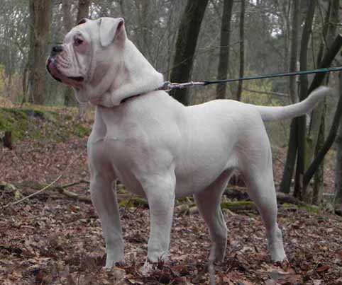 Amerikaanse bulldog